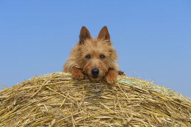 Australian Terrier sitzt auf einem Heuballen - RUEF001579