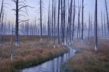 USA, Wyoming, Yellowstone National Park, Firehole Lake Drive, Morgennebel mit abgestorbenen Bäumen im Wald - RUEF001541