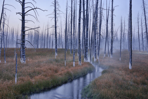 USA, Wyoming, Yellowstone National Park, Firehole Lake Drive, Morgennebel mit abgestorbenen Bäumen im Wald - RUEF001541