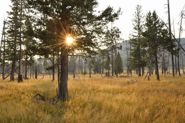 USA, Wyoming, Yellowstone National Park, Sonne mit Sonnenstrahlen im Wald im Herbst - RUEF001555