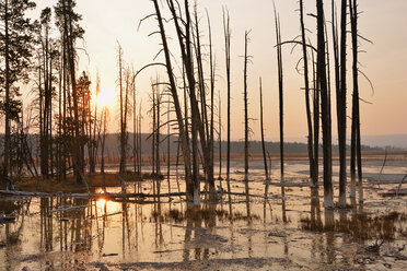 USA, Wyoming, Yellowstone National Park, dead trees in Lower Geyser Basin at sunset - RUEF001556