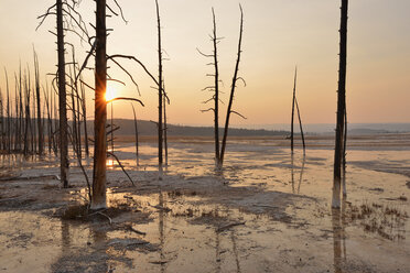 USA, Wyoming, Yellowstone National Park, abgestorbene Bäume im Lower Geyser Basin bei Sonnenuntergang - RUEF001557