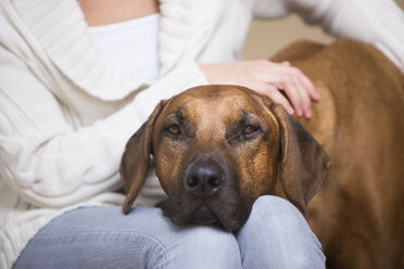 Rhodesian Ridgeback Hund wird von seinem Besitzer gestreichelt - JTLF000051