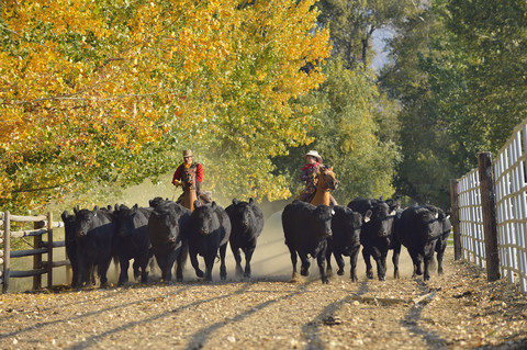USA, Wyoming, Cowboy und junger Cowboy reiten auf Pferden und hüten Rinder, lizenzfreies Stockfoto