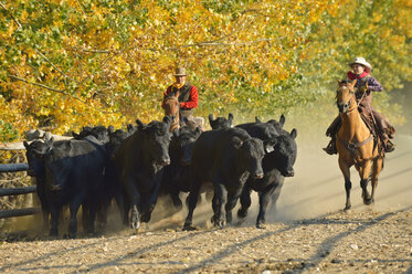 USA, Wyoming, Cowboy und junger Cowboy reiten auf Pferden und hüten Rinder - RUEF001572