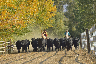 USA, Wyoming, Cowboy und Cowgirl reiten auf Pferden und hüten Rinder - RUEF001575