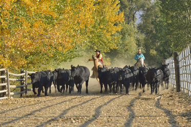 USA, Wyoming, Cowboy und Cowgirl reiten auf Pferden und hüten Rinder - RUEF001576