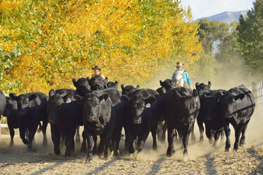 USA, Wyoming, Cowboy und Cowgirl reiten auf Pferden und hüten Rinder - RUEF001577