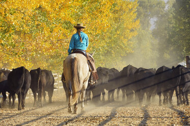 USA, Wyoming, Cowgirl reitet Pferd und hütet Rinder - RUEF001578