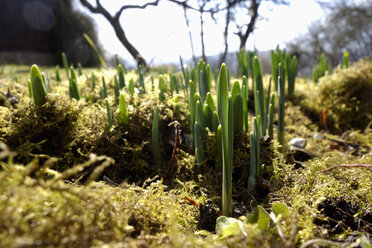 Deutschland, Würzburg, Krokus im Frühling - NDF000525