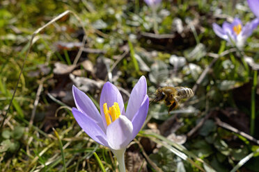 Deutschland, Würzburg, Krokus, Honigbiene im Frühling - NDF000526