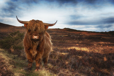 UK, Schottland, Hochlandrinder, Wester Ross bei Laide - SMAF000320