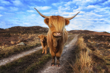 UK, Schottland, Hochlandrind mit Kalb bei Laide - SMAF000321