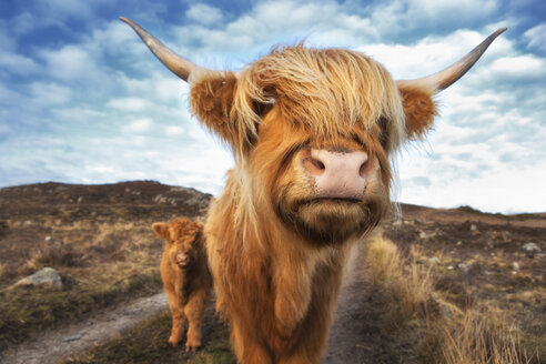 UK, Schottland, Hochlandrind mit Kalb bei Laide - SMAF000323