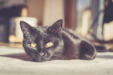 Schwarze Katze auf Teppich im Sonnenlicht liegend - SARF001495