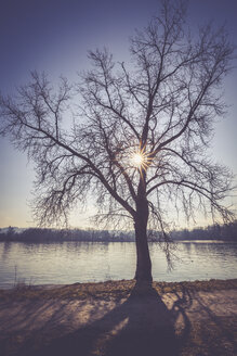 Deutschland, Landshut, Baum gegen Sonne am Stausee - SARF001476