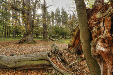 Austria, Burgenland, Liebing chestnut trees - SIEF006508