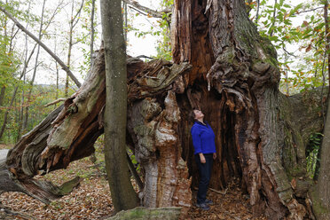 Austria, Burgenland, Liebing chestnut trees - SIEF006509