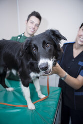 Tierarzt und Assistentin mit Border Collie auf dem Untersuchungstisch - ZEF005418