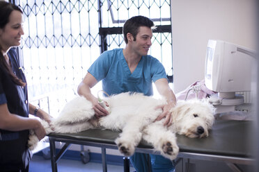 Veterinarian and assistant doing a sonogram on a dog - ZEF004460