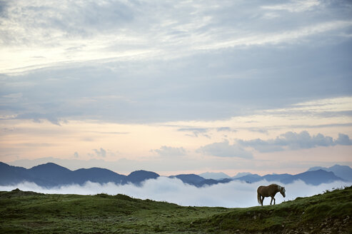 Austria, Kranzhorn, Horse on mountain pasture - MAOF000084