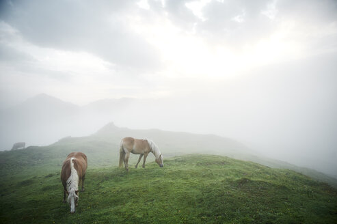 Austria, Kranzhorn, Horses grazing on mountain pasture - MAOF000085