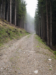 Austria, Maria Alm, forest track in autumn - NNF000195