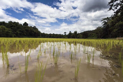 Thailand, Chiang Mai, Reisfeld - NNF000223