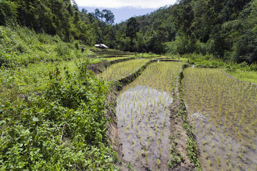 Thailand, Chiang Mai, Rice Field - NNF000224