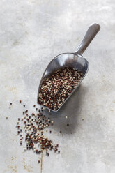 Metal shovel of uncooked quinoa tricolor grains - EVGF001370
