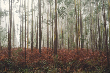 Spanien, Galicien, Coruna, Eukalyptuswald im Nebel - RAEF000077