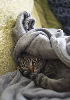 Getigerte Katze auf einem Sofa liegend - RAEF000079