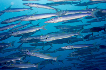 Palau, school of Heller's barracuda - JWAF000266