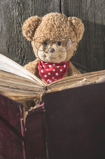 Teddybär mit Brille liest ein Buch - DEGF000384