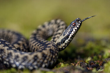 England, Europäische Kreuzotter, Vipera berus - MJOF000957