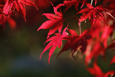 Rote Herbstblätter eines Zierahorns - SIEF006520