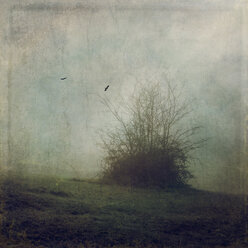 Germany, shrubbery on foggy meadow - DWIF000460