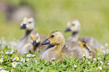 USA, Oregon, young Canada gooses on flower meadow - FOF007817