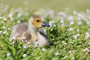 USA Oregon young Canada goose lying on flower meadow stock photo