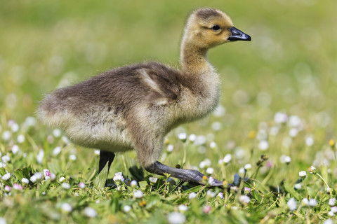 USA, Oregon, junge Kanadagans auf Blumenwiese stehend, lizenzfreies Stockfoto