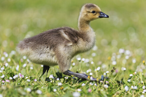 USA, Oregon, junge Kanadagans auf Blumenwiese stehend - FOF007819