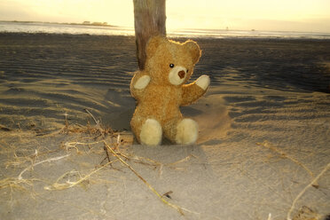 Deutschland, St. Peter-Ording, Verlassener Teddybär - UWF000401