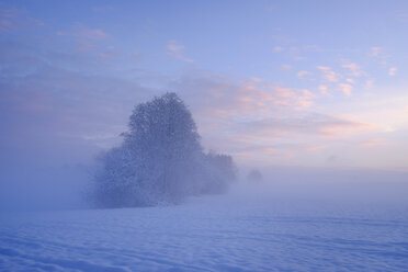 Germany, Gelting, mystical winter landscape at morning light - SIEF006524