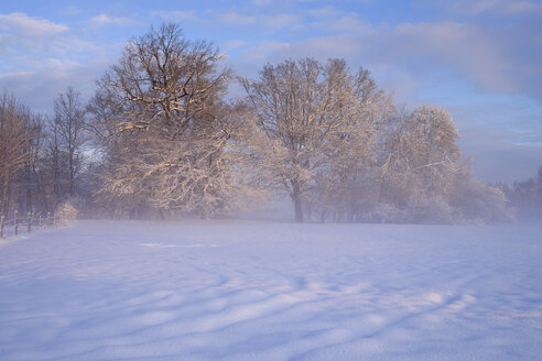 Deutschland, Gelting, Winterlandschaft im Morgenlicht - SIEF006527