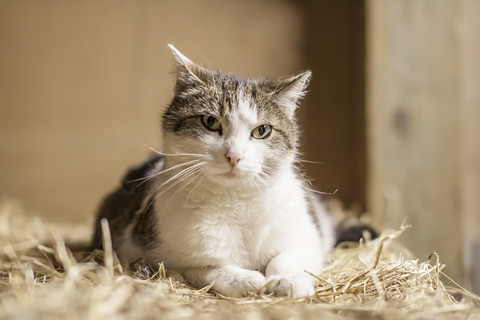 Porträt einer Katze auf Stroh, lizenzfreies Stockfoto