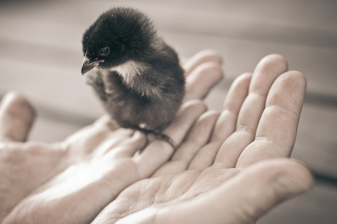 Young chicken on man's hands stock photo