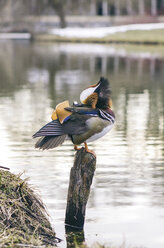 Mandarin duck sitting on wooden pole - ASCF000056