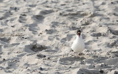 Bettelnde Möwe am Sandstrand - ASCF000057