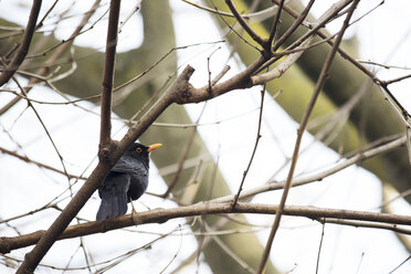 Amsel, Turdus merula, auf einem blattlosen Ast sitzend - LSF000003