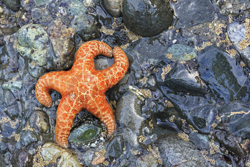 USA, Olympische Halbinsel, Olympic National Park, Meeresstern - FOF007884